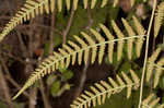 Torres' fern